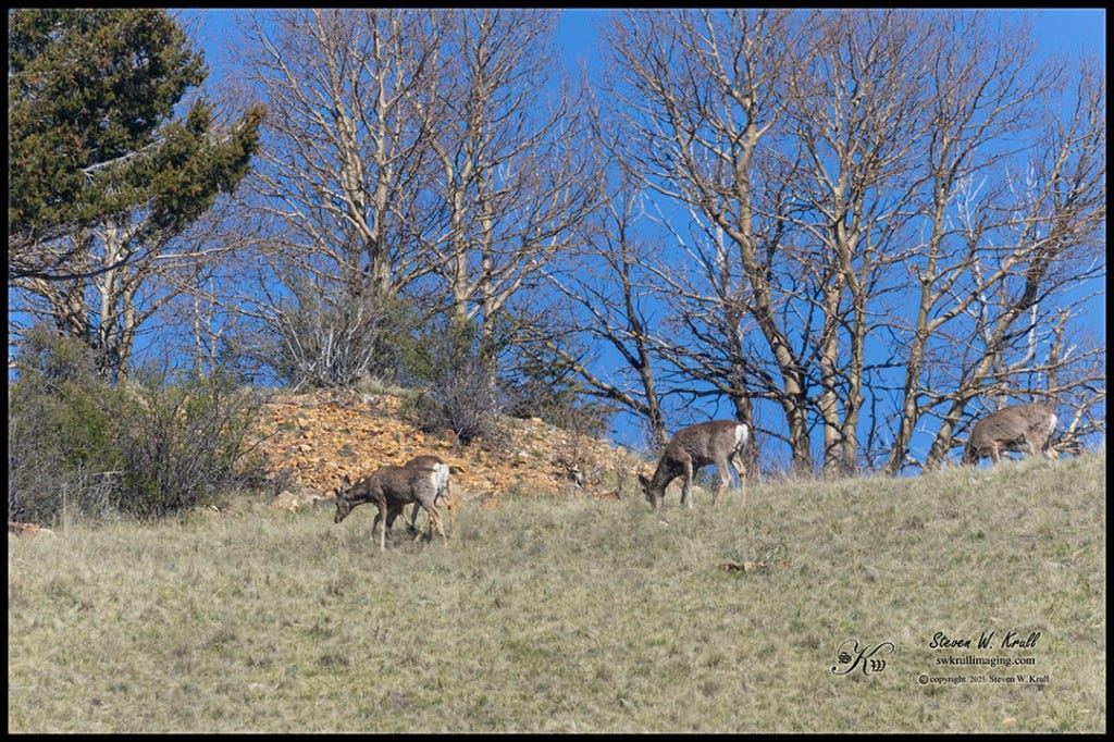 Three Amigos