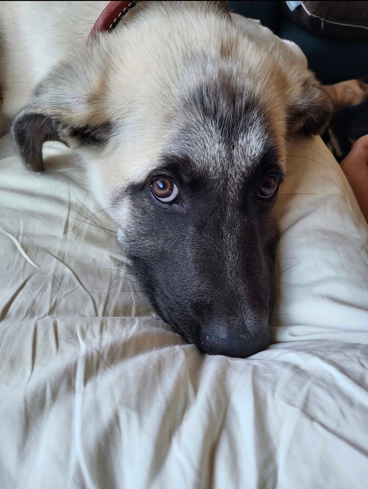 May be an image of dog May be an image of dog
