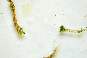 The worm Platynereis dumerilii in a box