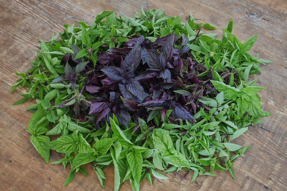 trimmed basil tops in various colors