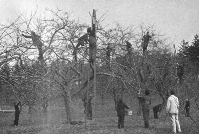 men in black coveralls using ladders, polesaws, and buckets to remove nests from low trees