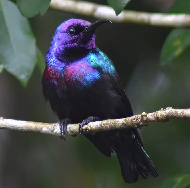 An iridescent and multicolored bird perches on a twig. It has a black hooked bill, black claws, and a range of colors from deepest violet to shiny blue and black.
