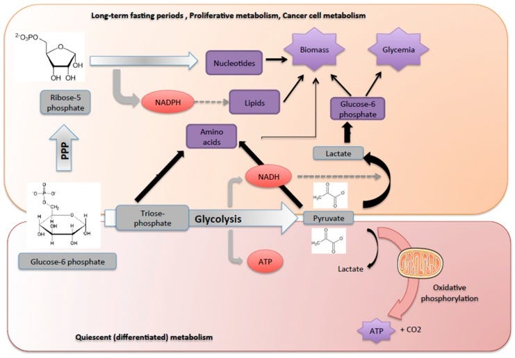 An external file that holds a picture, illustration, etc.
Object name is metabolites-09-00282-g003.jpg An external file that holds a picture, illustration, etc.
Object name is metabolites-09-00282-g003.jpg