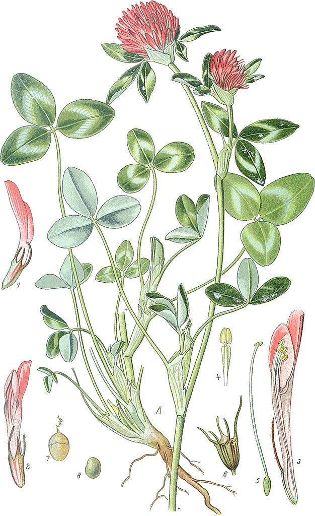 http://Trifolium%2520pratense%2520(Thom%25C3%25A9%2520Bd.3%25201905,%2520BHL-81509,%2520Tafel%2520357)%2520clean,%2520no-description.jpg http://Trifolium%2520pratense%2520(Thom%25C3%25A9%2520Bd.3%25201905,%2520BHL-81509,%2520Tafel%2520357)%2520clean,%2520no-description.jpg