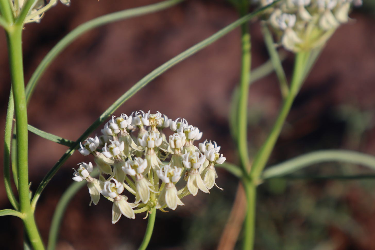 an umbrella shaped flower cluster
