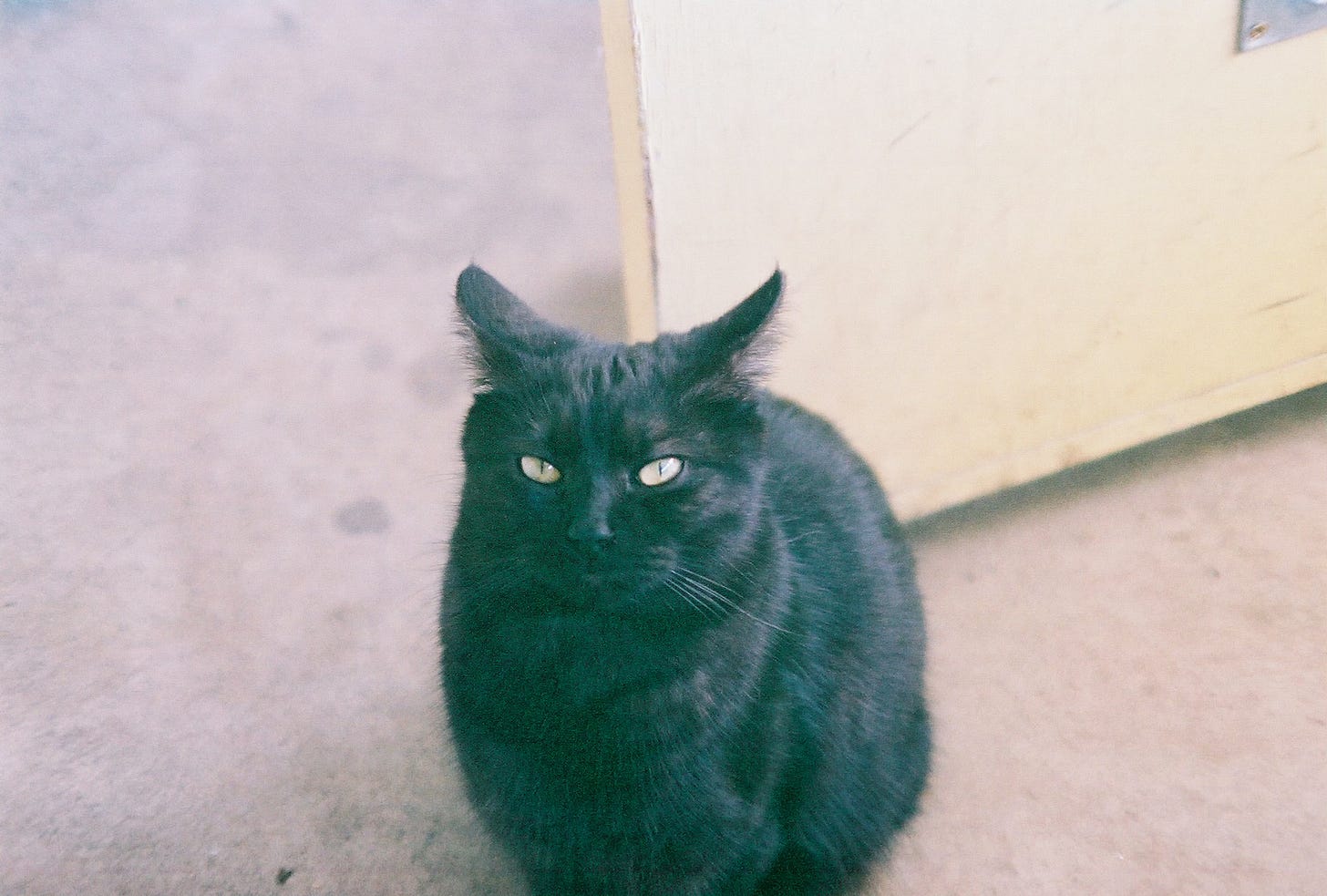 A film photograph of a black cat, staring at the camera with his ears tilted backward. The corner of a yellow door can been seen behind him.