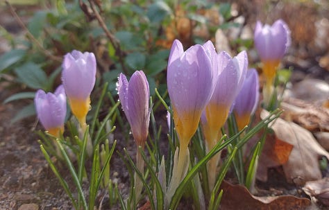 Yellow winter aconites, purple, yellow and white crocuses