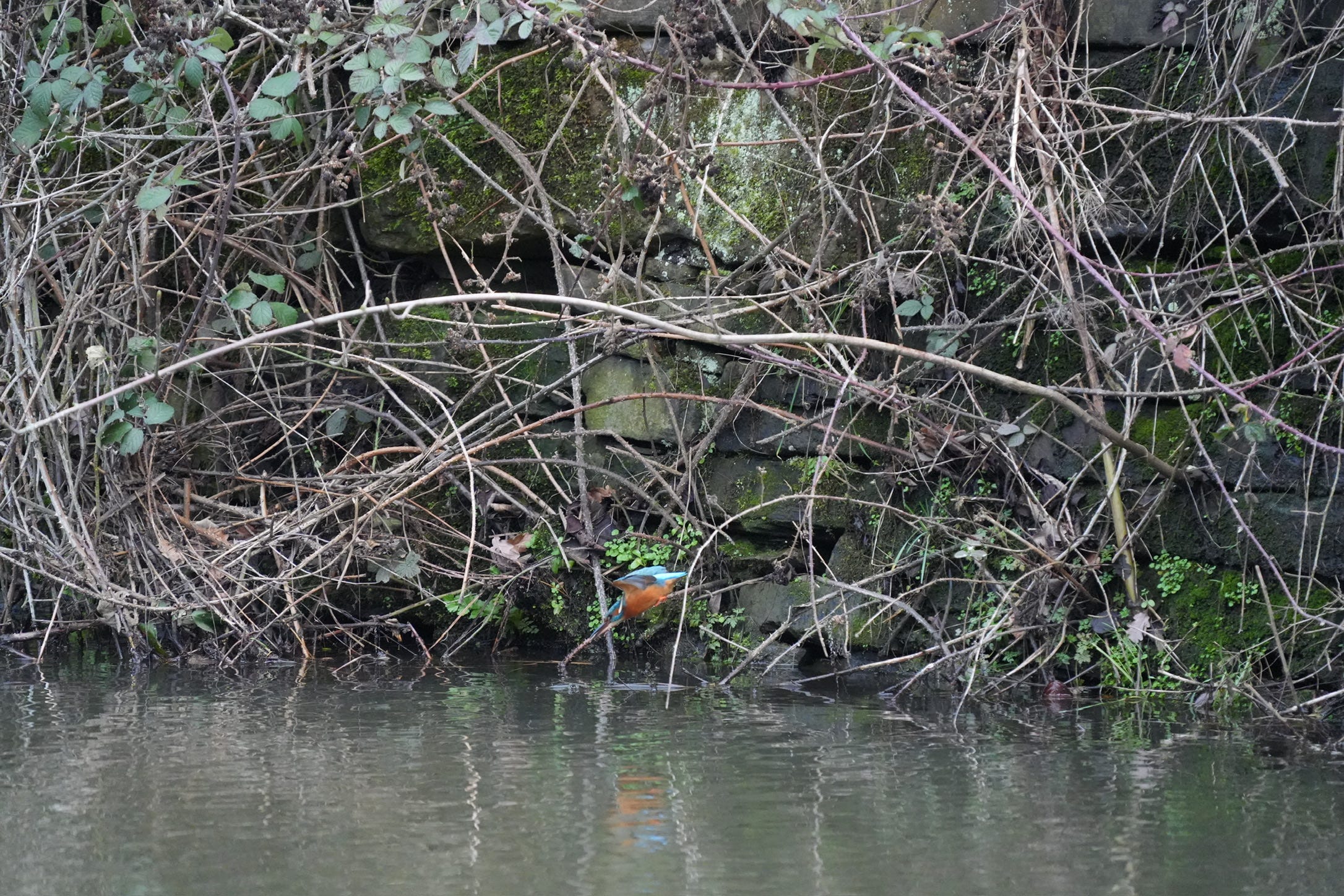 Kingfisher Alcedo Atthis Kingfisher Alcedo Atthis