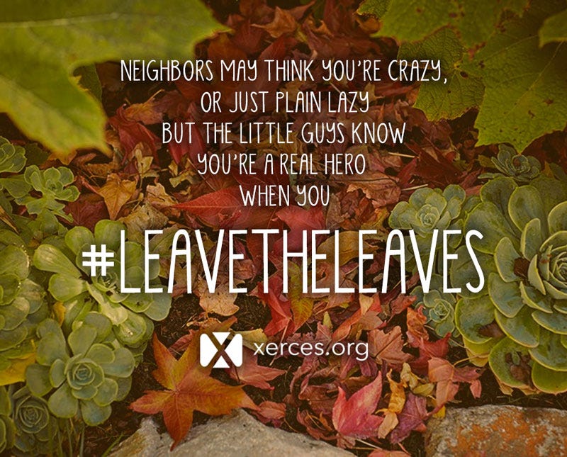 A little poem is superimposed over colorful fall leaves: "Neighbors may thin you're crazy, or just plain lazy, but the little guys know, you're a real hero, when you #leavetheleaves! A little poem is superimposed over colorful fall leaves: "Neighbors may thin you're crazy, or just plain lazy, but the little guys know, you're a real hero, when you #leavetheleaves!