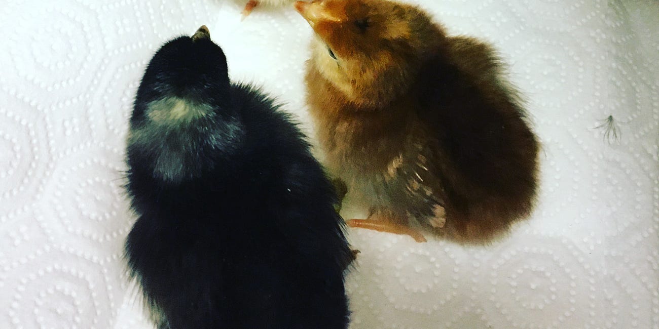 The end of our chicken era (maybe?)