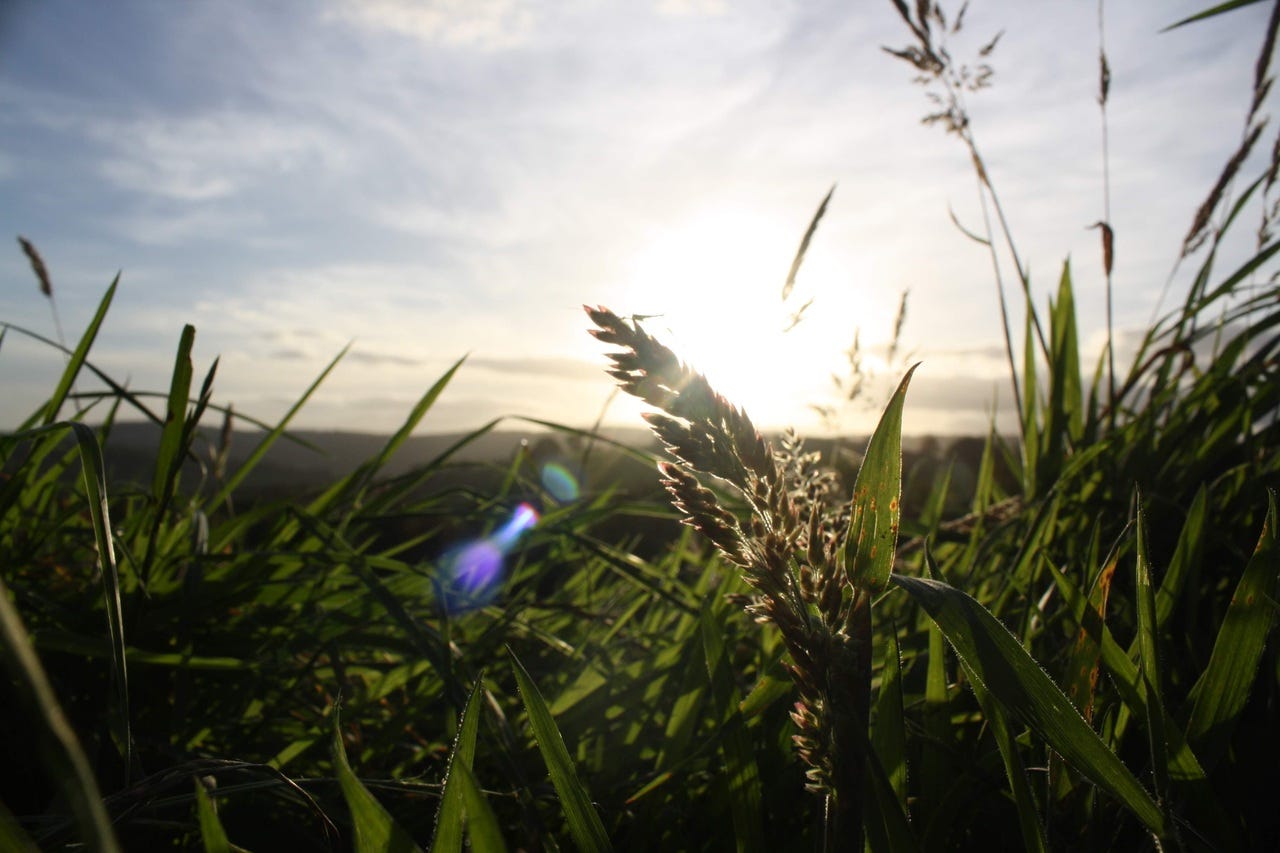Sunlight and grass