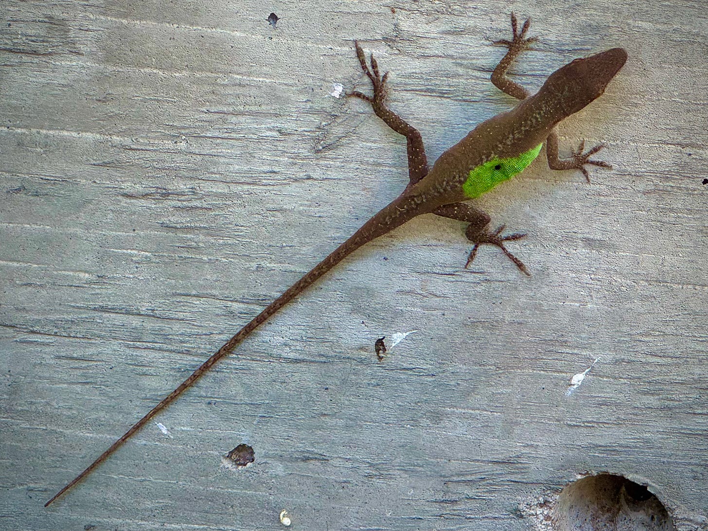 Brown anole with green new tissue growing on right side of torso around evident bite mark