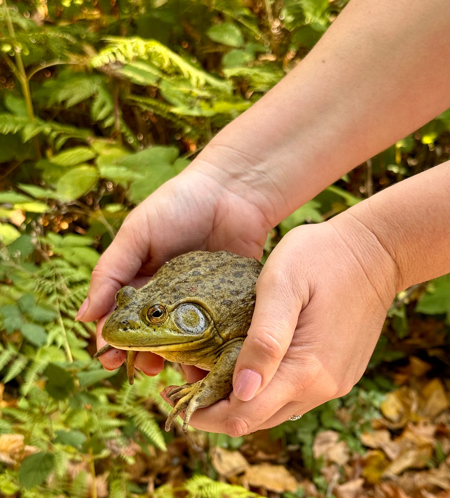 Bullfrog! Back to the wild. Photo by JPC.