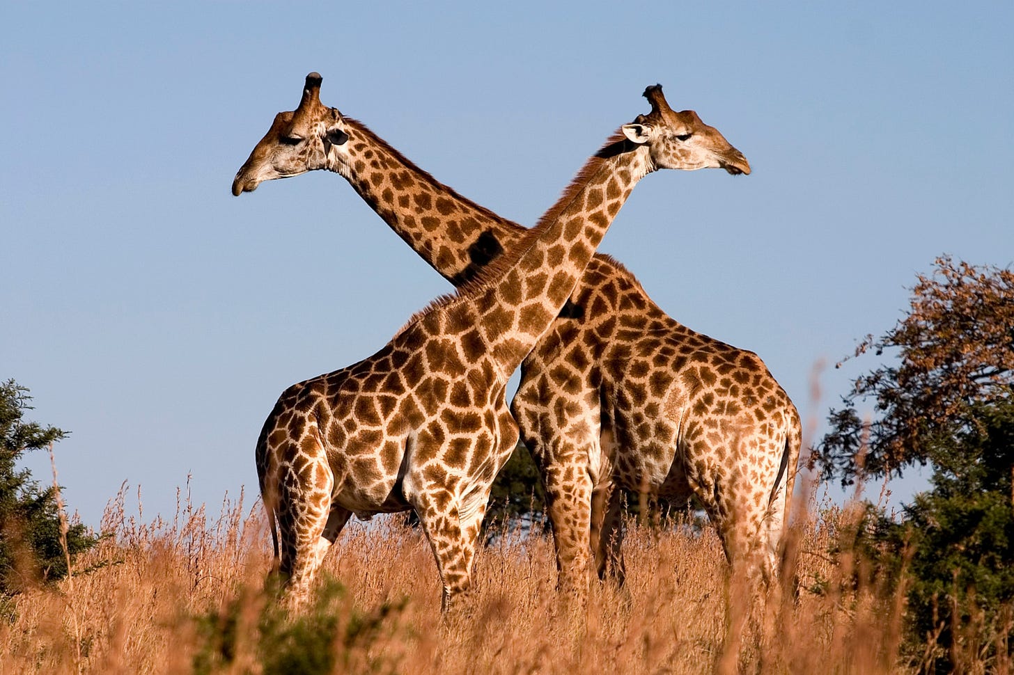 Giraffe Necks Not for Sex Giraffe Necks Not for Sex
