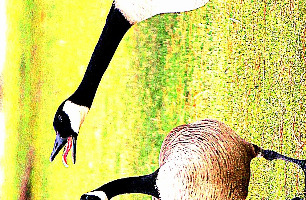 Tropical Pavlova / Against Geese / Birthday Poem