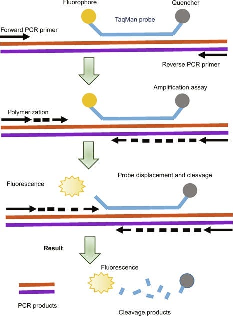 TaqMan - an overview | ScienceDirect Topics