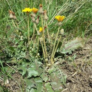 Taraxacum serotinum aka Dandelion Taraxacum serotinum aka Dandelion