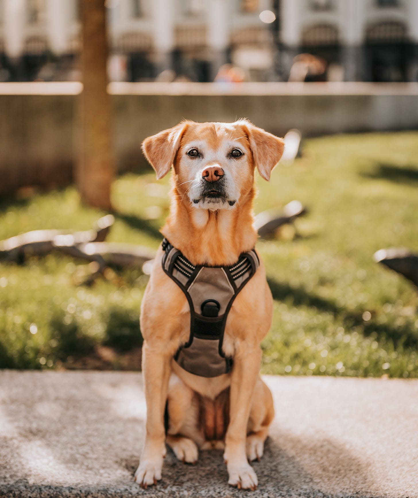 dog sitting on a bench