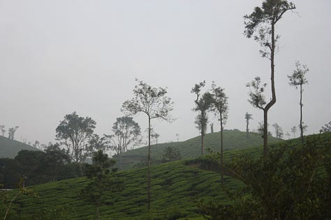 Images which show close-cropped rows of tea bushes with taller trees amongh them, as described in the text. Some are in full sun, some in evening light and some on the mist