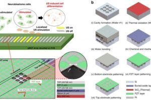Schematic overview of the design and fabrication process for the one-dimensional (1D) piezoelectric micromachined ultrasound transducer (pMUT) array used in localized ultrasound stimulation. (a) Diagram of the 1D pMUT array. (b) Fabrication steps using a wafer bonding process.