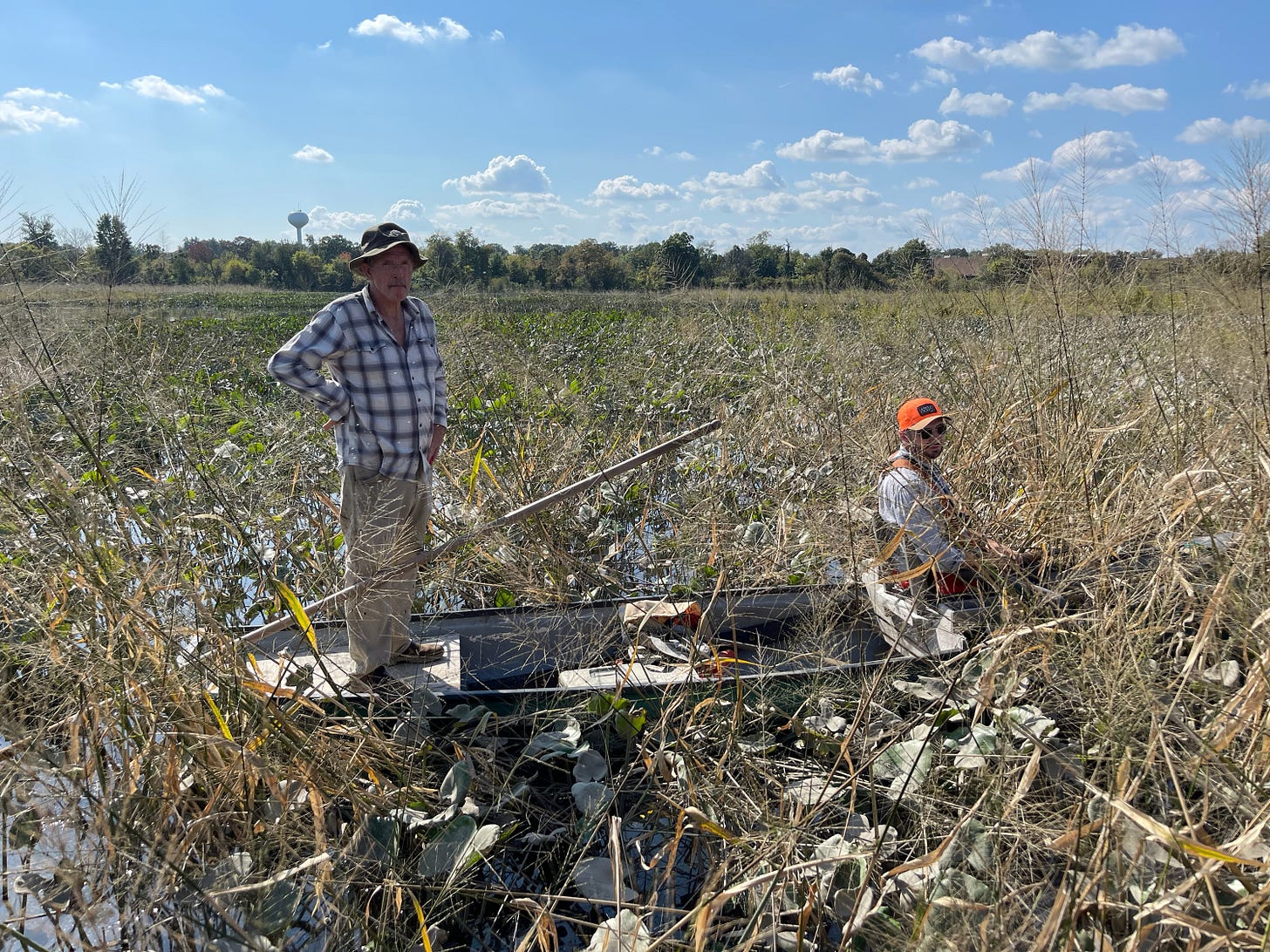 two railbird hunters in a field of wild rice. 