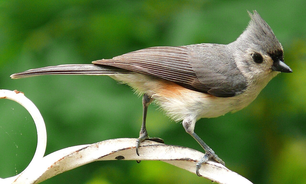 A titmouse sitting on a fence.