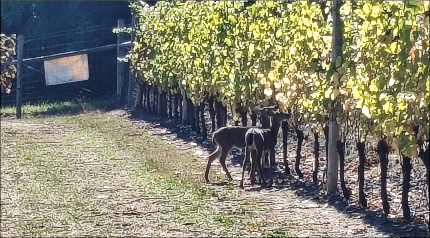 Hoot and Anny sampling the Pinot Noir for quality and ripeness. All Good!