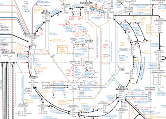 The Krebs cycle
