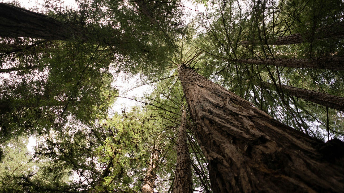 Giant Sequoia Trees