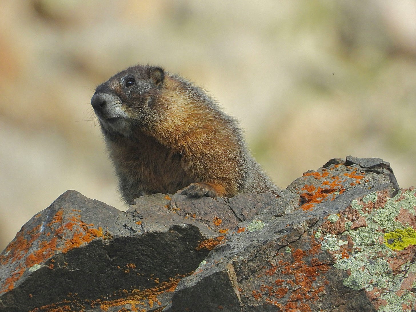 A marmot (brown rodent larger than a squirrel) perched on rocks covered in rust and green colored lichen