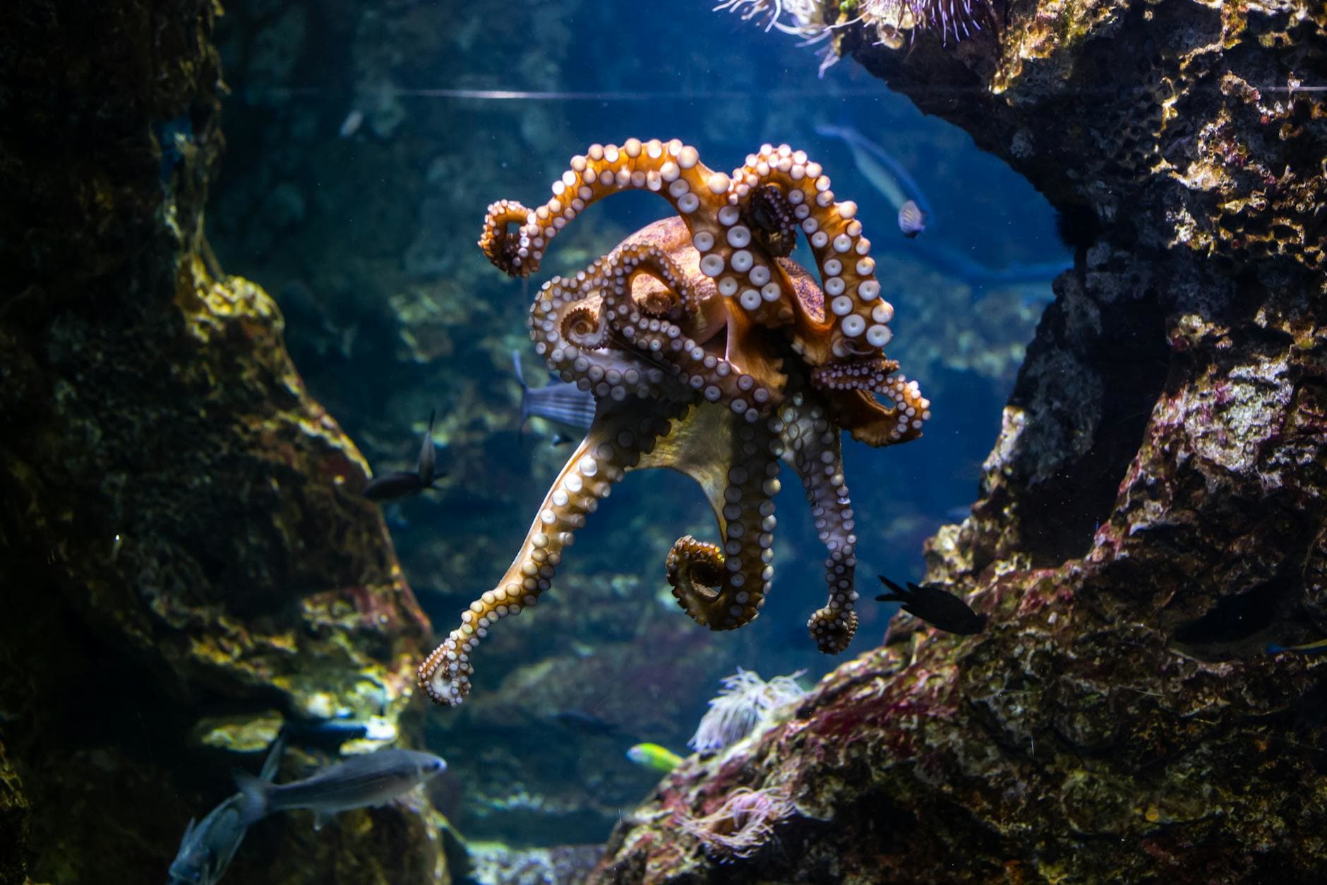 What If the Advantage Isn’t Intelligence… But Integration? The Octopus ...
