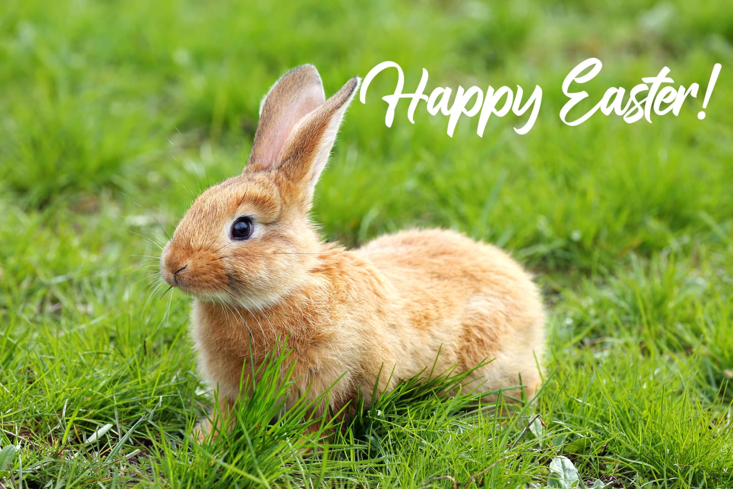 A real bunny on the grass with the words "Happy Easter" A real bunny on the grass with the words "Happy Easter"