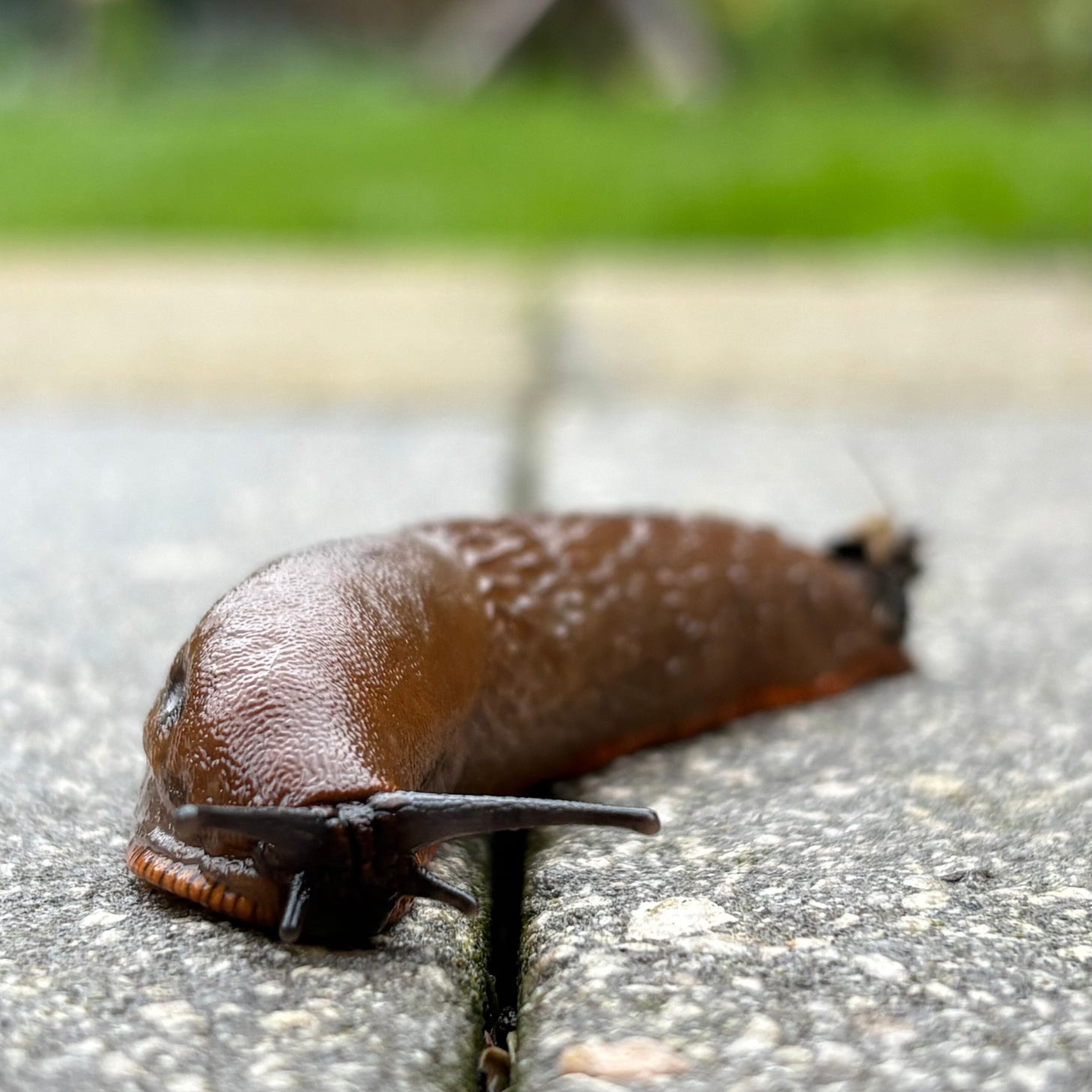 A large red slug moving across paving in a garden