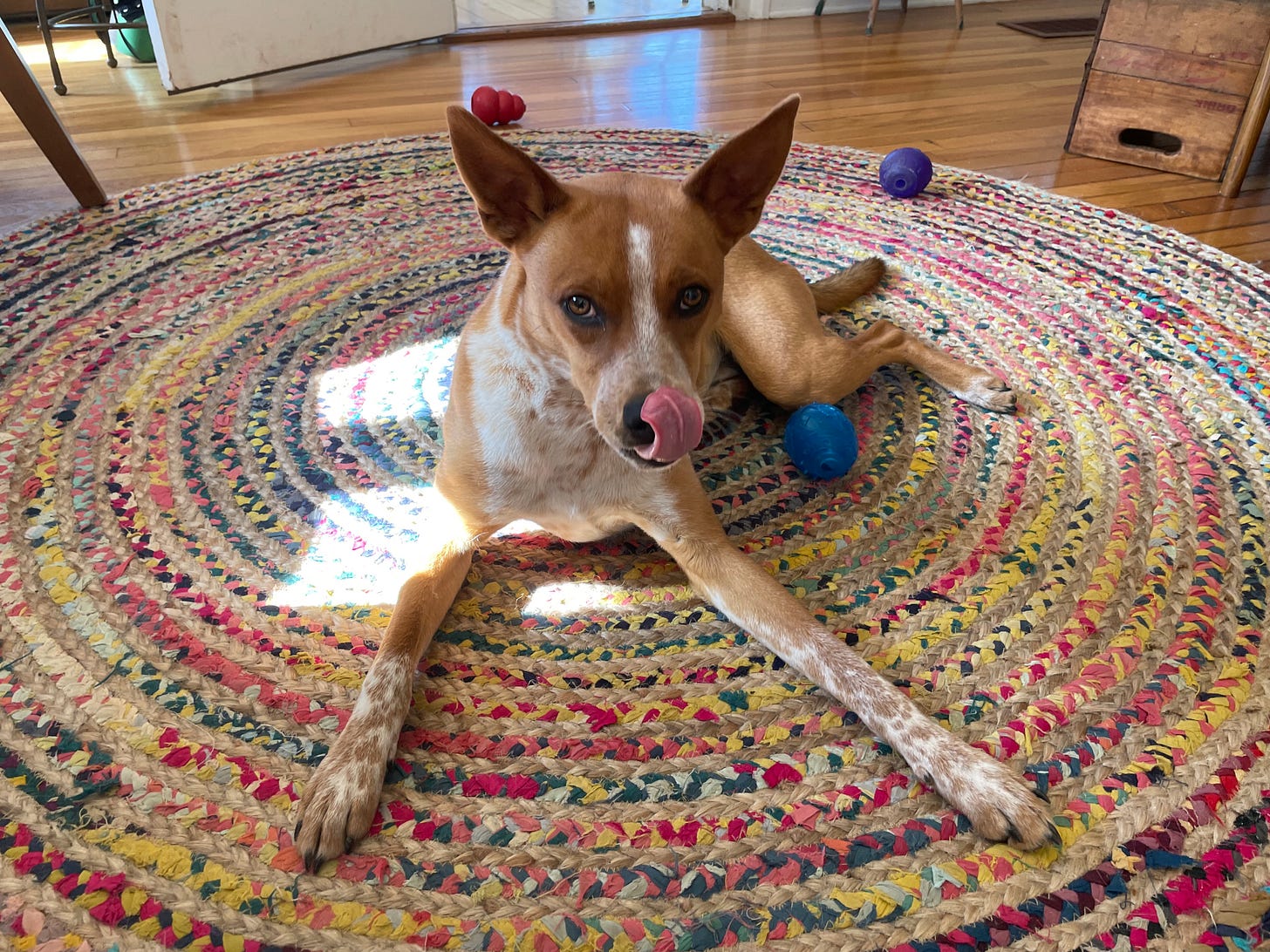 Rufus the puppy on a rug licking his nose
