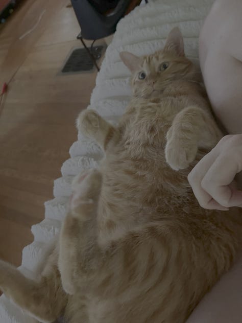 Pictures of cats