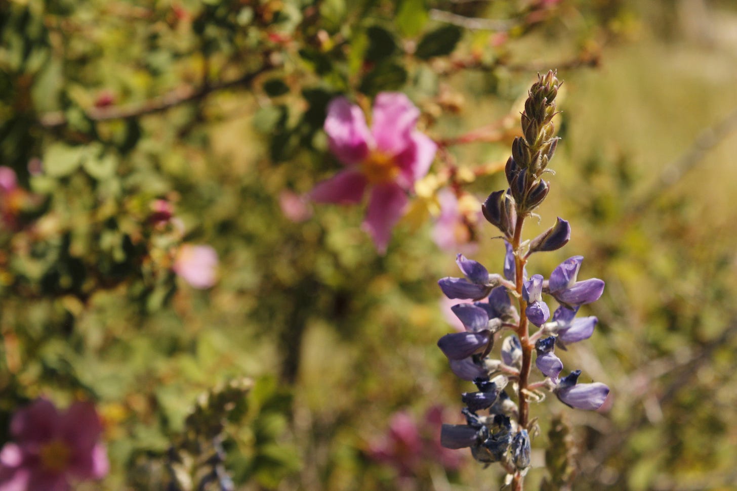 a tall stalky flower with a prickly rose bush in the background