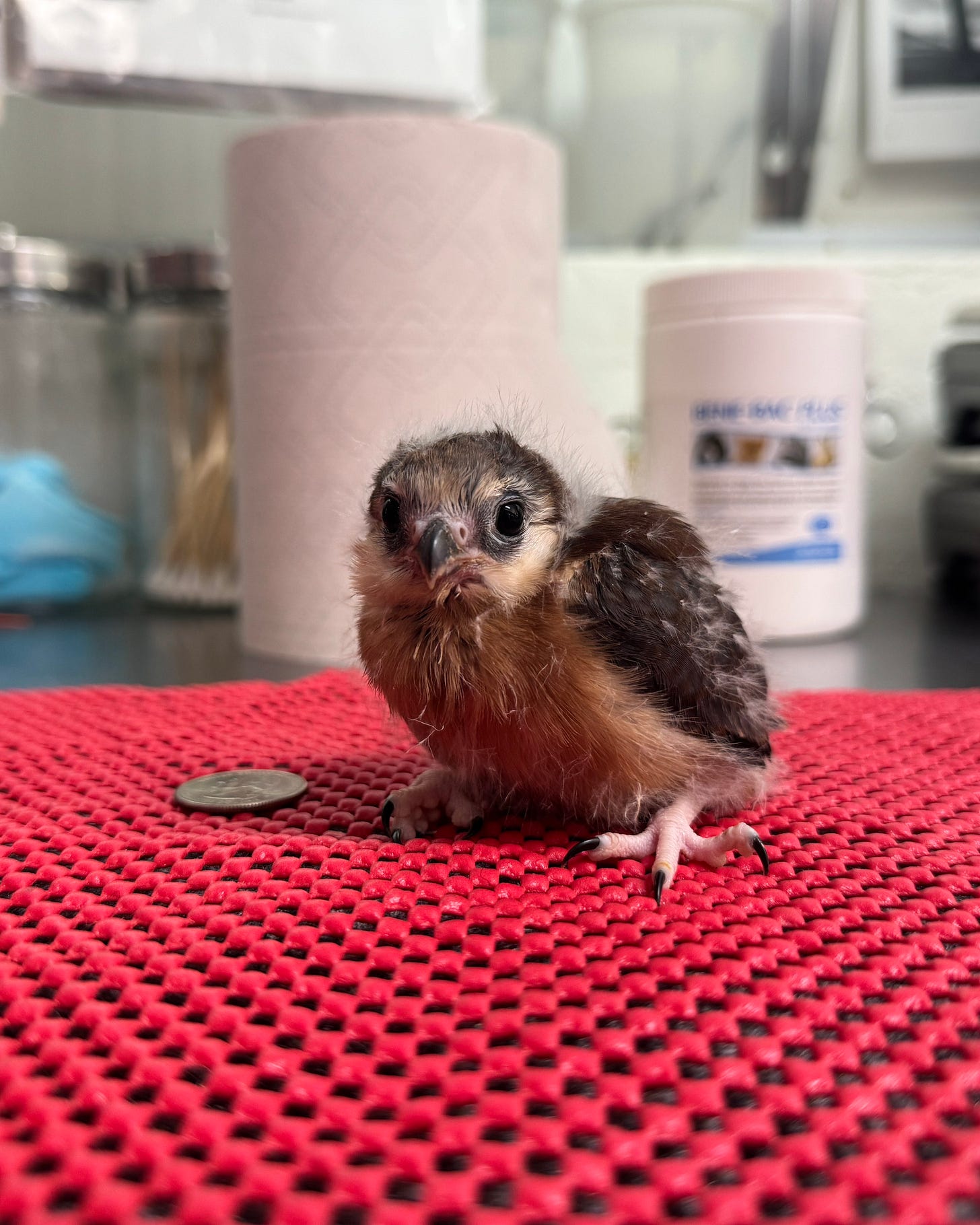 A young bird sits on a grippy mat in front of some medical supplies and paper towels; he's getting more of his feathers in