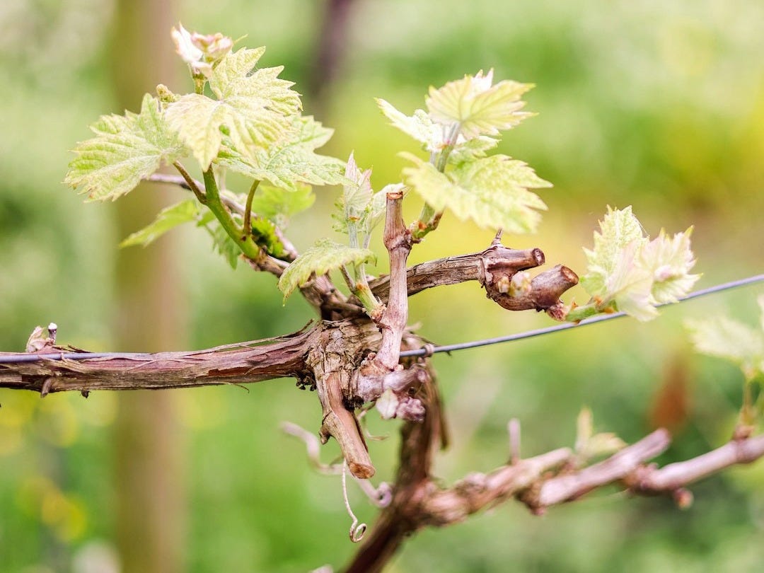 a small bird sitting on a branch of a tree