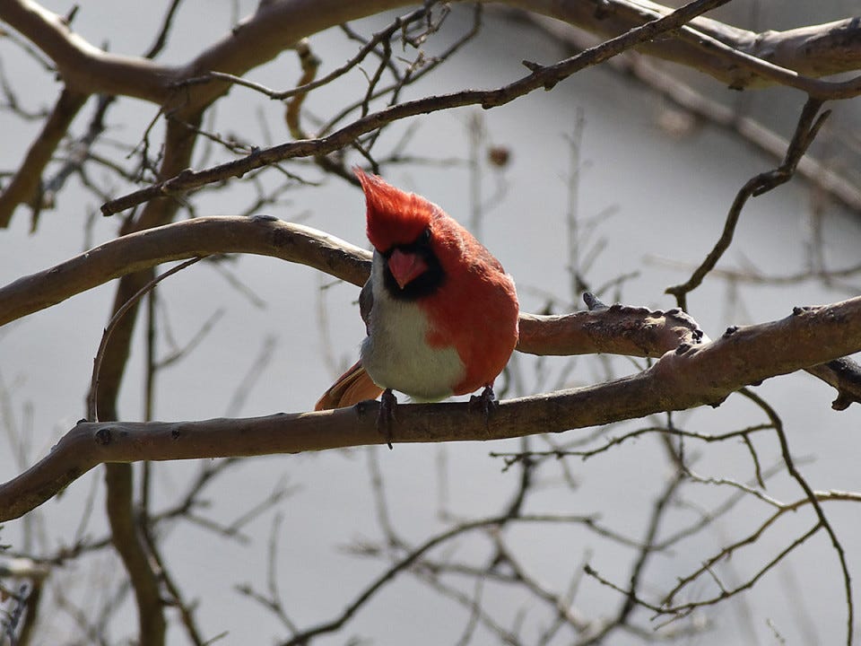 A northern cardinal bilateral gynandromorph