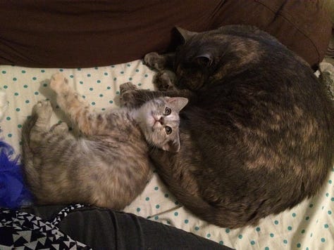 A collection of photos of Dilly (grey tortoiseshell cat) with her best friend Lucy (tortoiseshell cat).