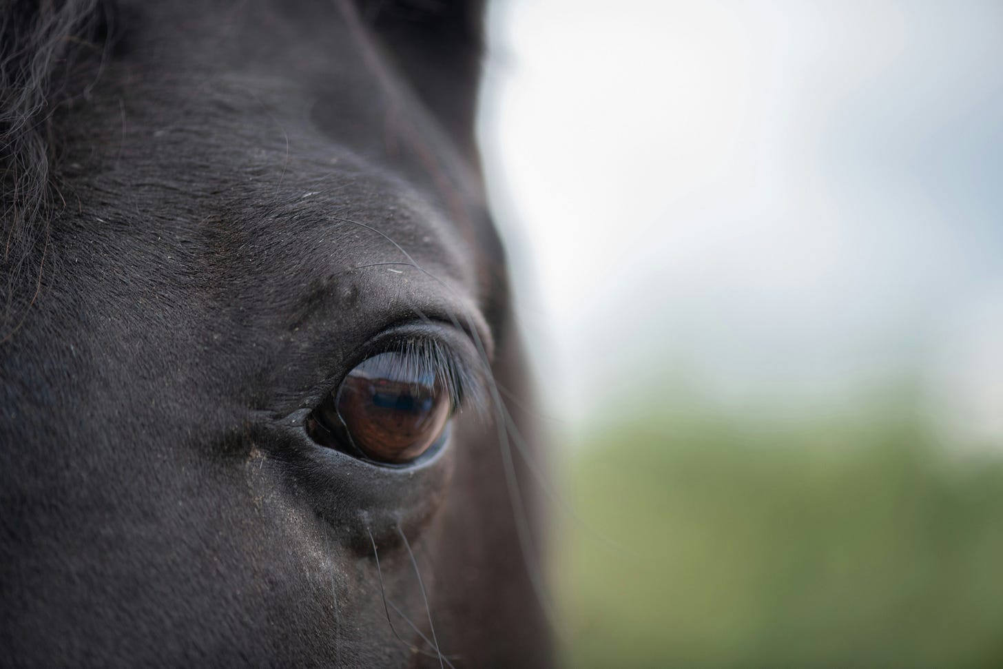 a black horse close up of his eye
