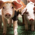 Spillover-Podcast #07