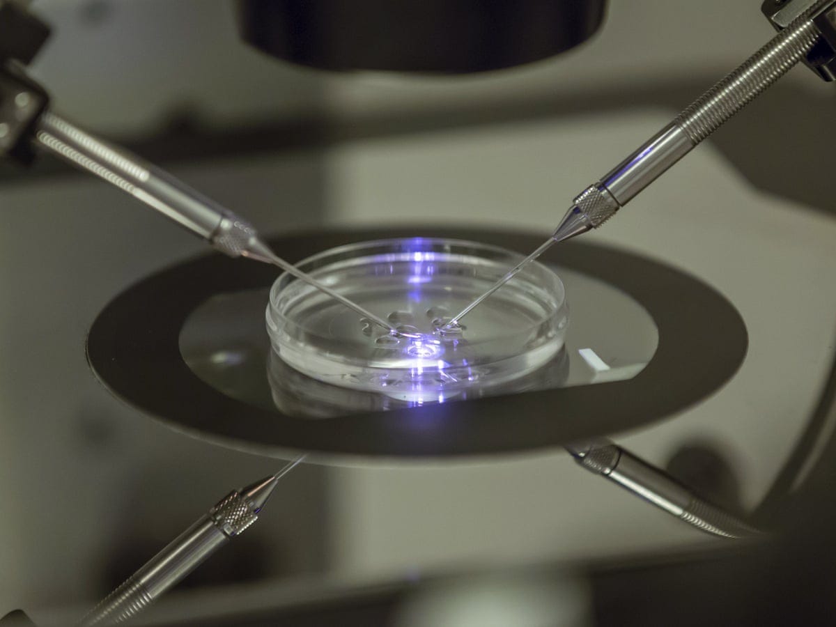 Technology for lab-grown eggs or sperm on brink of viability, UK fertility  watchdog finds | Reproduction | The Guardian
