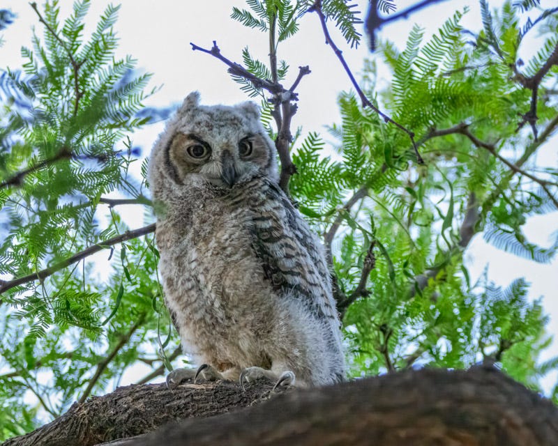 20260503-owl-54-Edit.jpg 20260503-owl-54-Edit.jpg