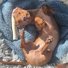 Raw Diets, Weight Loss, All About Protein, New Kitchen Exclusive and Weekly Recipes