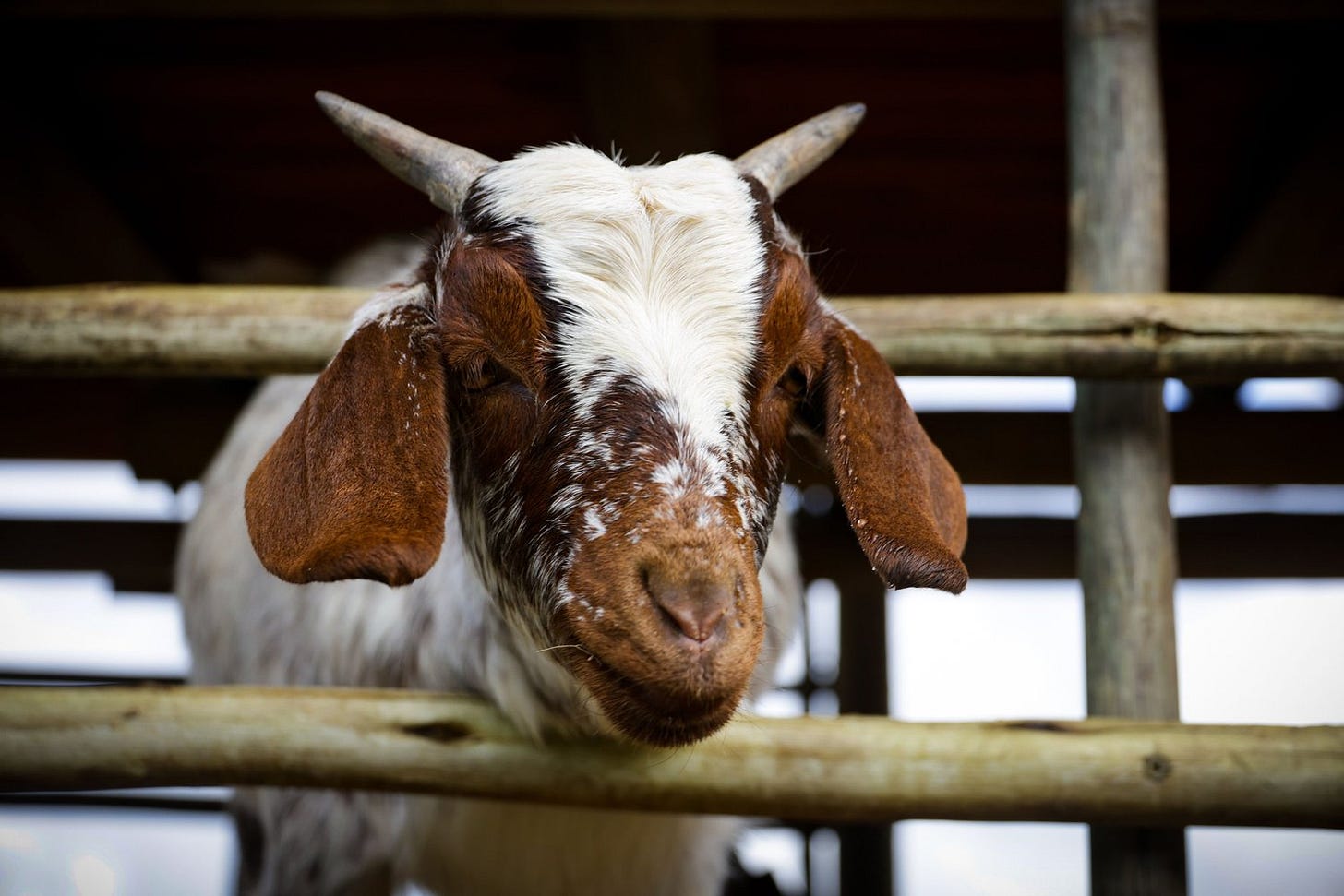 goat2.jpg