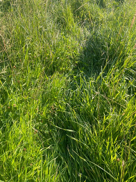 A thick hedge of greens with a tan-coloured stalk in the foreground; berries of red and black against green leaves; a track through vivid green grass