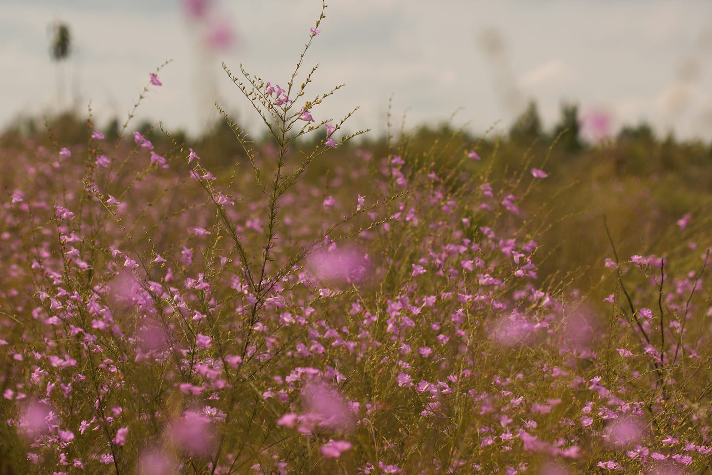 A field of purple-pink flowers A field of purple-pink flowers