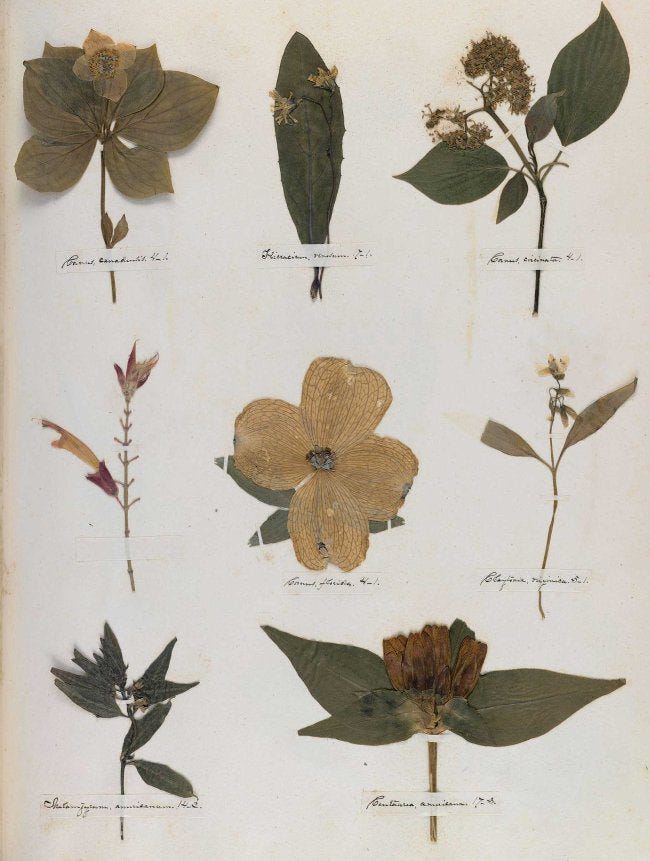 Une page de l'herbier d'Emily Dickinson Une page de l'herbier d'Emily Dickinson