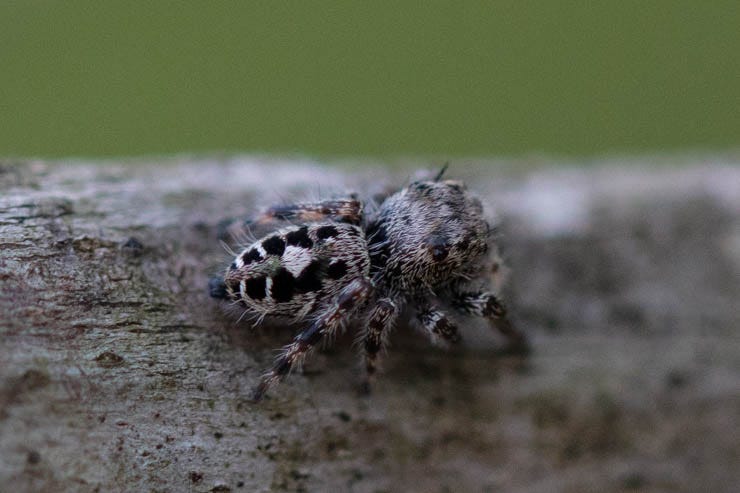 A close-up of a fuzzy jumping spider with a striking black and white geometric pattern on the abdomen.